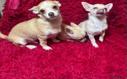 Chihuahua dogs for sale: 3 small chihuahua puppies  - Image 3
