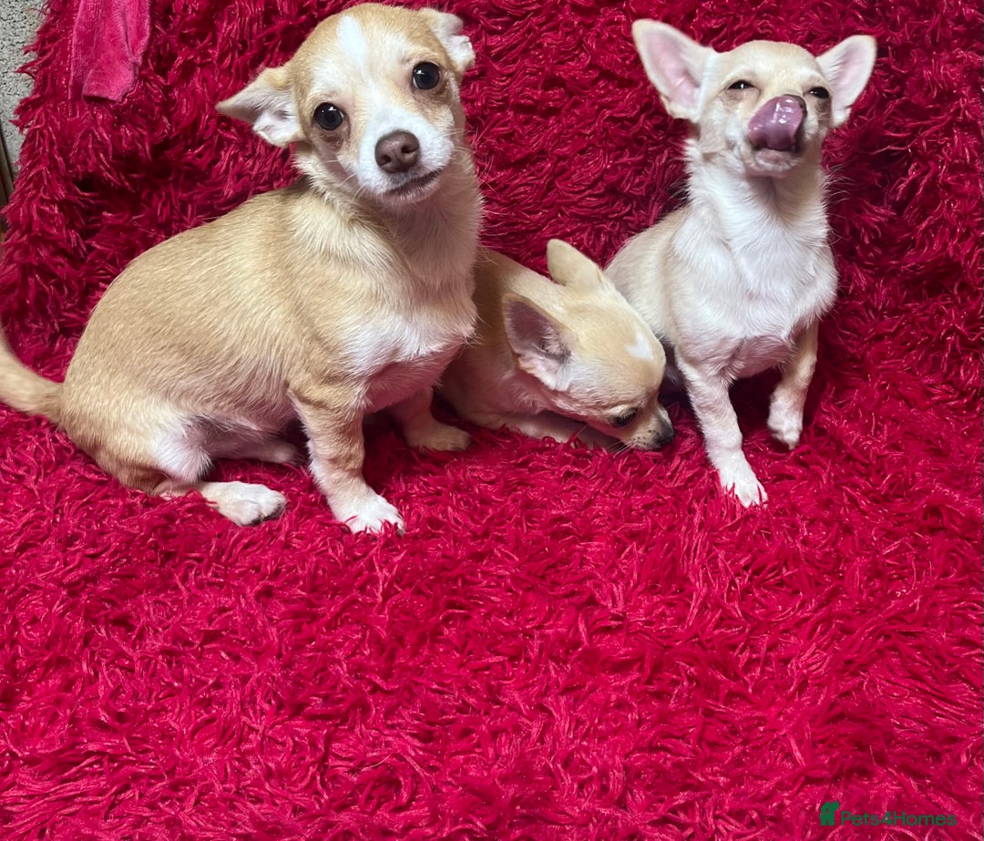 Chihuahua dogs for sale: 3 small chihuahua puppies  - Image 3