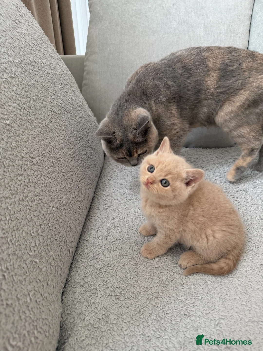 British Shorthair cats for sale: Beautiful Lilac British Shorthair Female – £680 - Advert 6
