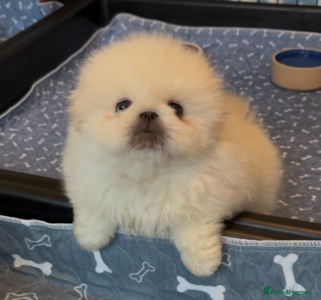 Pekingese dogs Biggiwigs Pekingese Puppy Availability - Advert 1