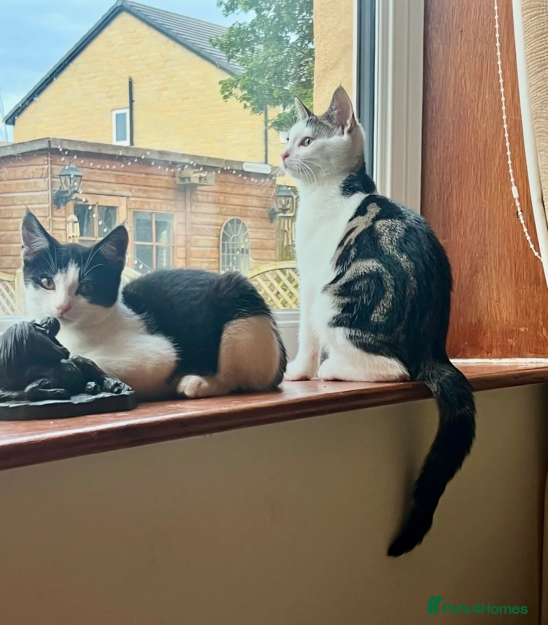Domestic Shorthair cats for sale: 2 male kittens  - Advert 4
