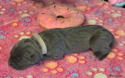 Cane Corso dogs for sale: 8 beautiful cane corsos  - Image 4