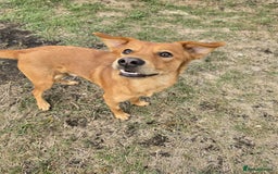 Mixed Breed dogs for adoption: 💙🐶 ARCHIE AND ARNY🐶💙 - Image 18