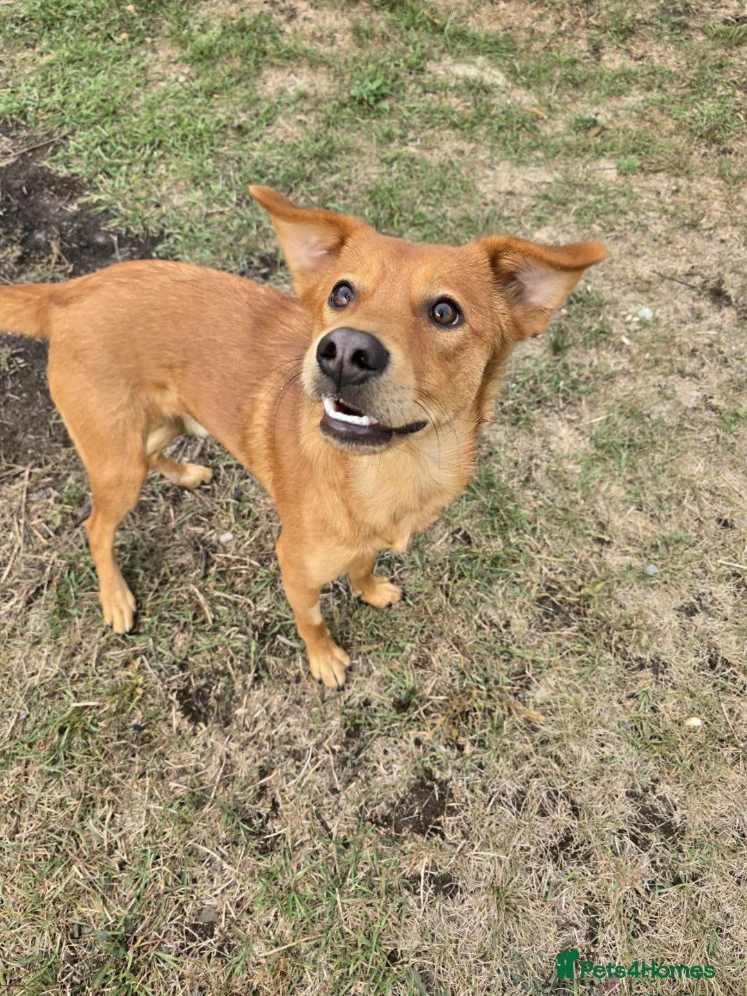 Mixed Breed dogs for adoption: 💙🐶 ARCHIE AND ARNY🐶💙 - Image 18