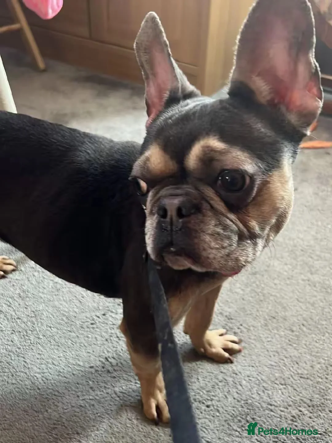 French Bulldog dogs for sale: French bulldog  - Advert 3