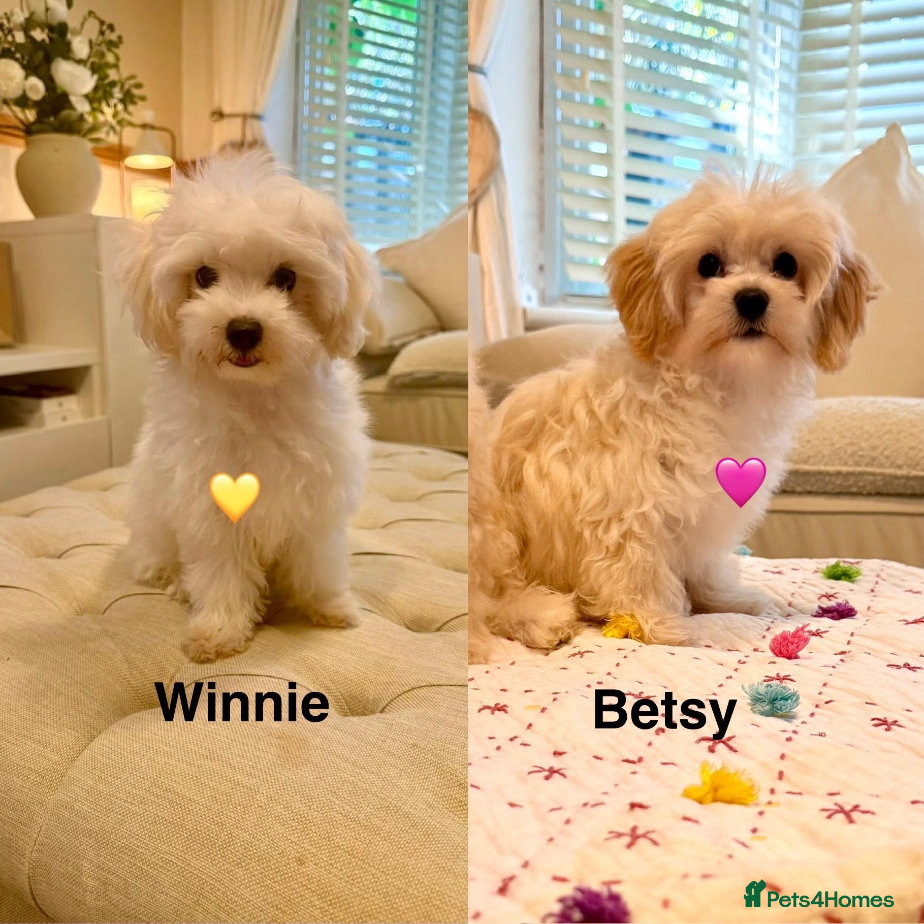 Maltipoo dogs * Sweet Korean Maltipoo Girls * - Advert 7