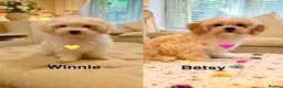 Maltipoo dogs for sale: * Sweet Korean Maltipoo Girl * - Advert 2