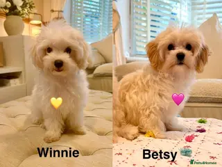 Maltipoo dogs * Sweet Korean Maltipoo Girls * - Advert 7