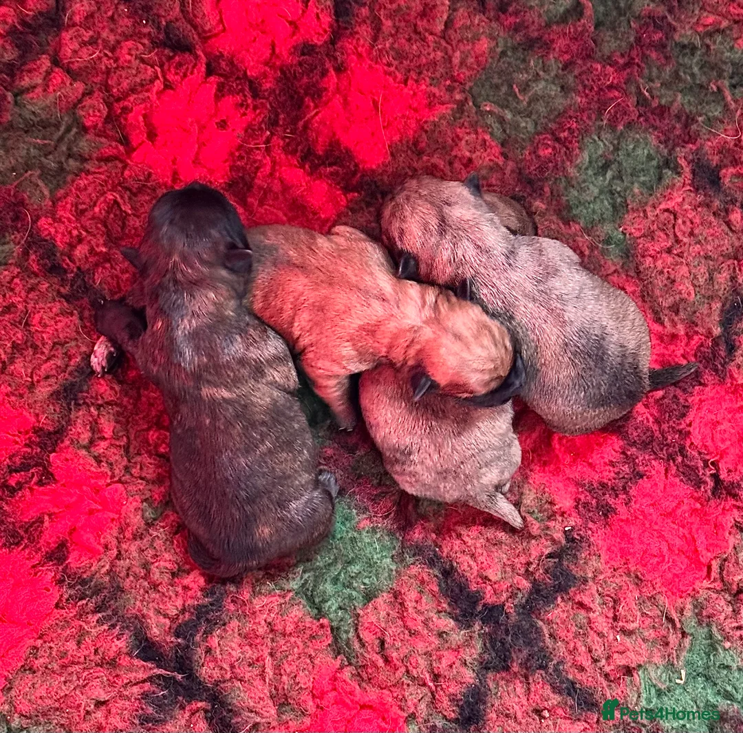 Cairn Terrier dogs for sale: KC reg Female pup off health tested parents  - Advert 16