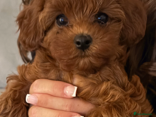 Cavapoo dogs Cavapoo - Advert 2