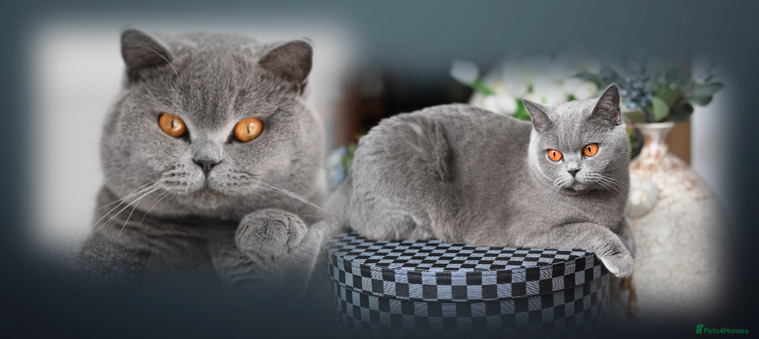 British Shorthair cats for sale: GCCF Registered -Show Quality BSH - Advert 12