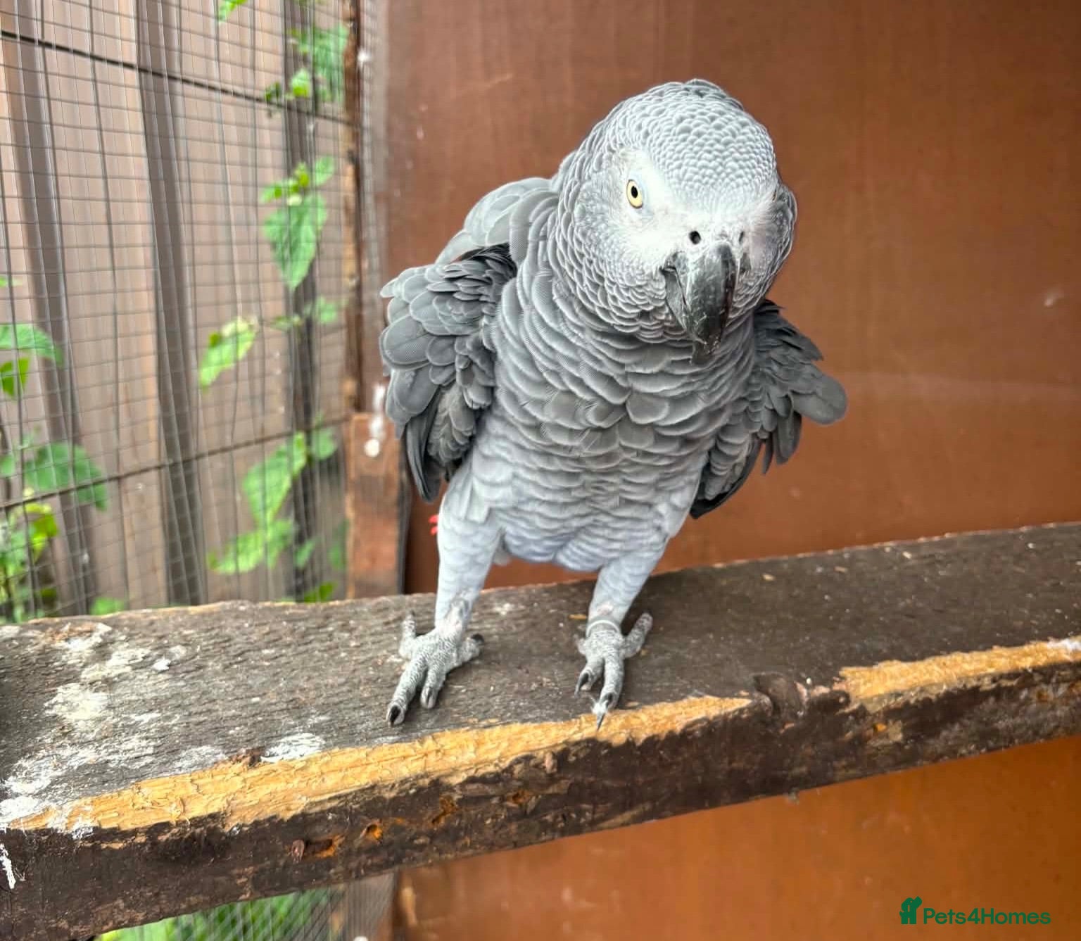 Parrots birds African Grey  - Advert 1