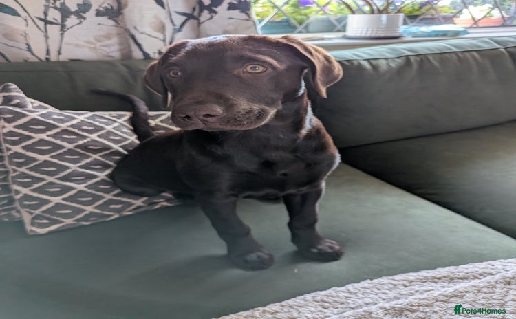 Mixed Breed dogs - Advert 15