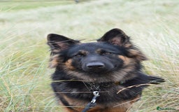 German Shepherd dogs for stud: Kc registered gsd for stud  - Image 2