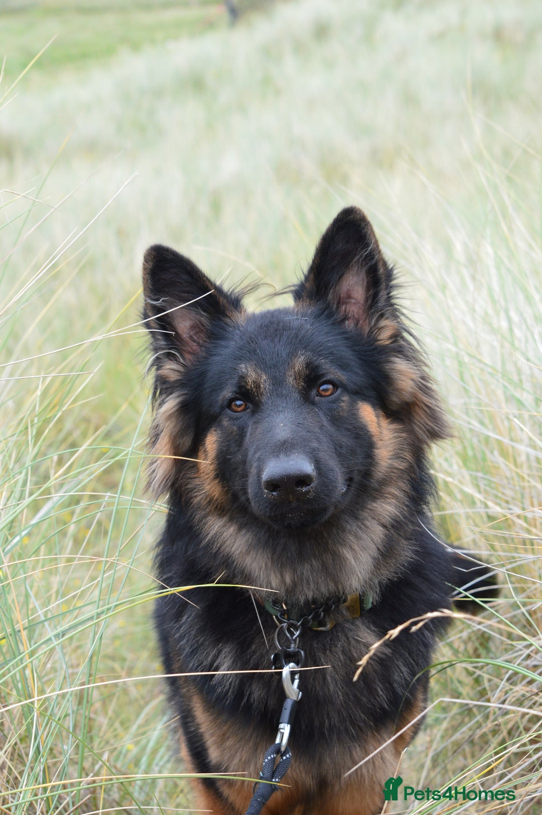 German Shepherd dogs for stud: Kc registered gsd for stud  - Image 2