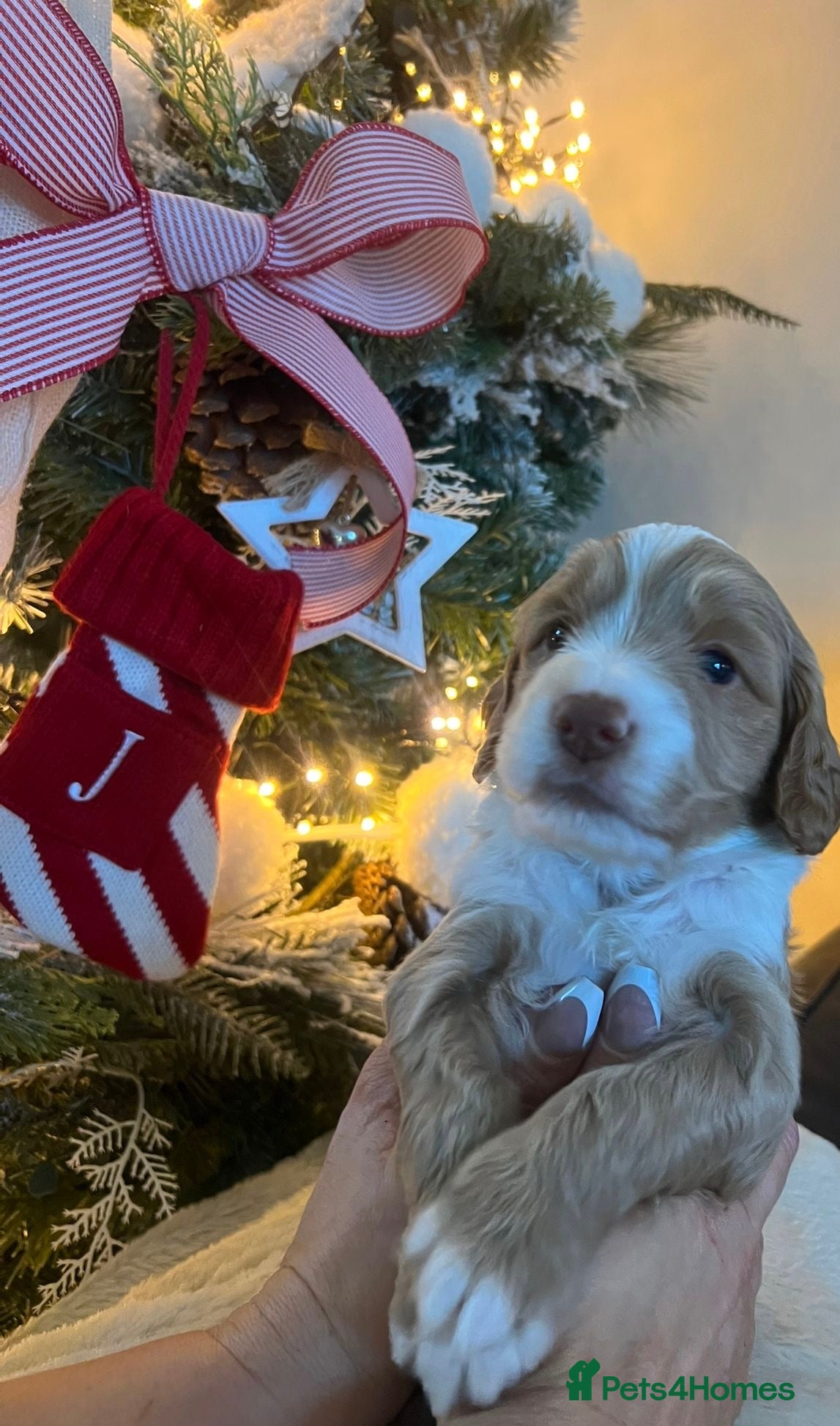 Cockapoo dogs Stunning babies ready for new homes - Advert 6