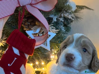 Cockapoo dogs Stunning babies ready for new homes - Advert 4