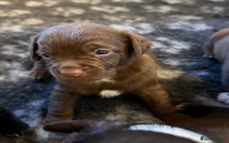 Mixed Breed dogs for sale: Frocks  - Image 29