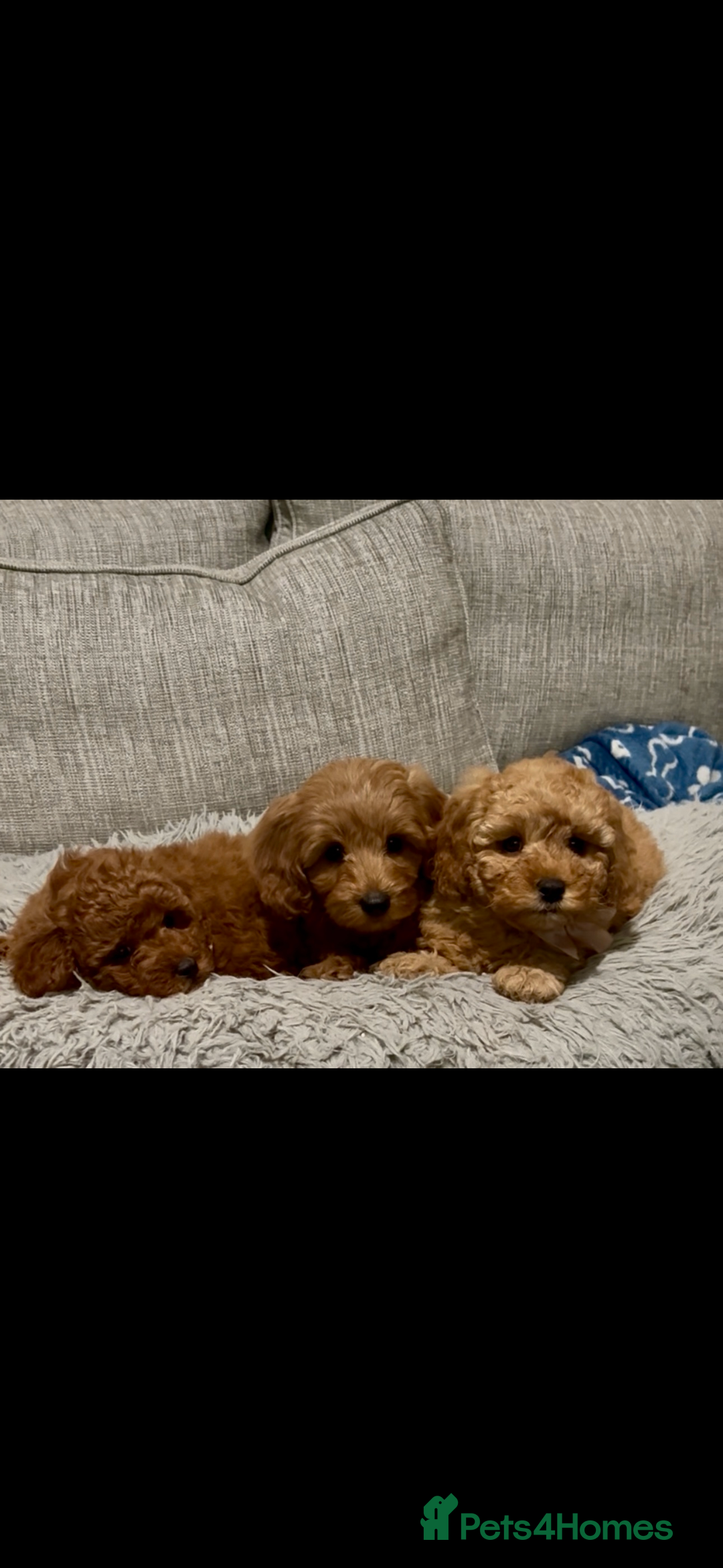 Cockapoo dogs for sale: Cockapoo F1b Male - Advert 12