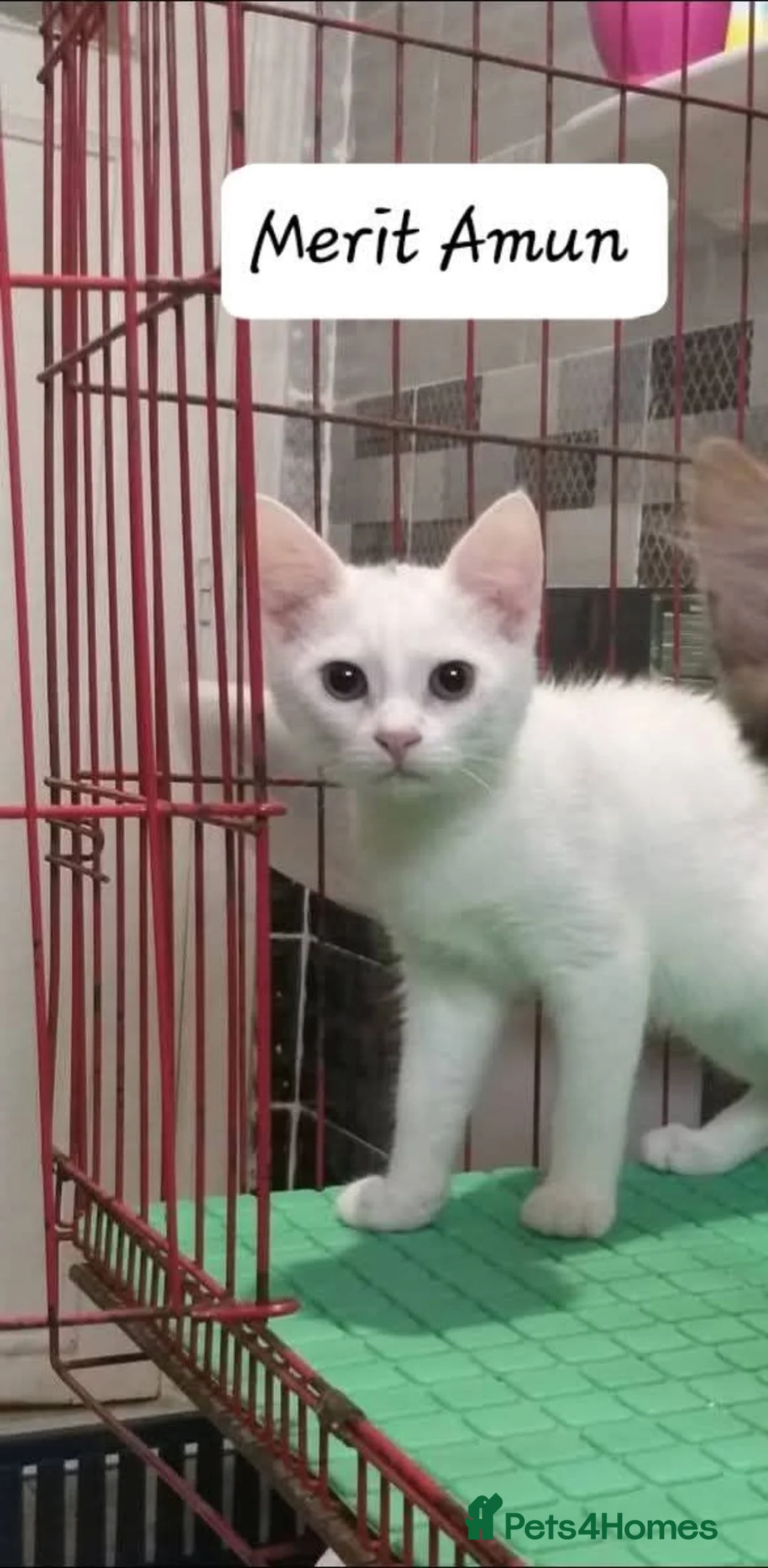 Mixed Breed cats for adoption: Sweetie Merit Amun is looking for love ❤️  - Advert 2