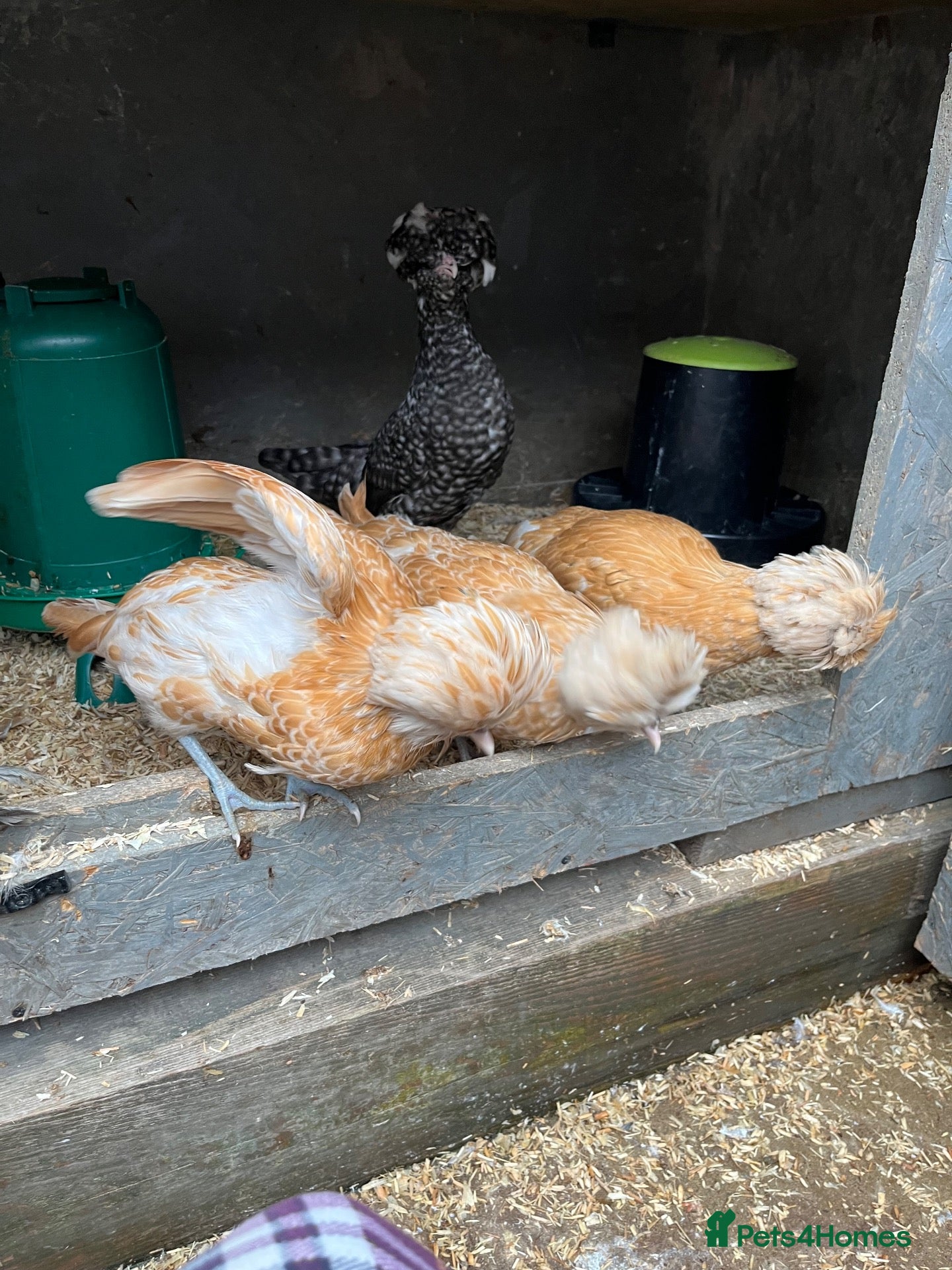 Chickens poultry Polish, Silkies, Pekins (Chamois pullets) - Advert 22