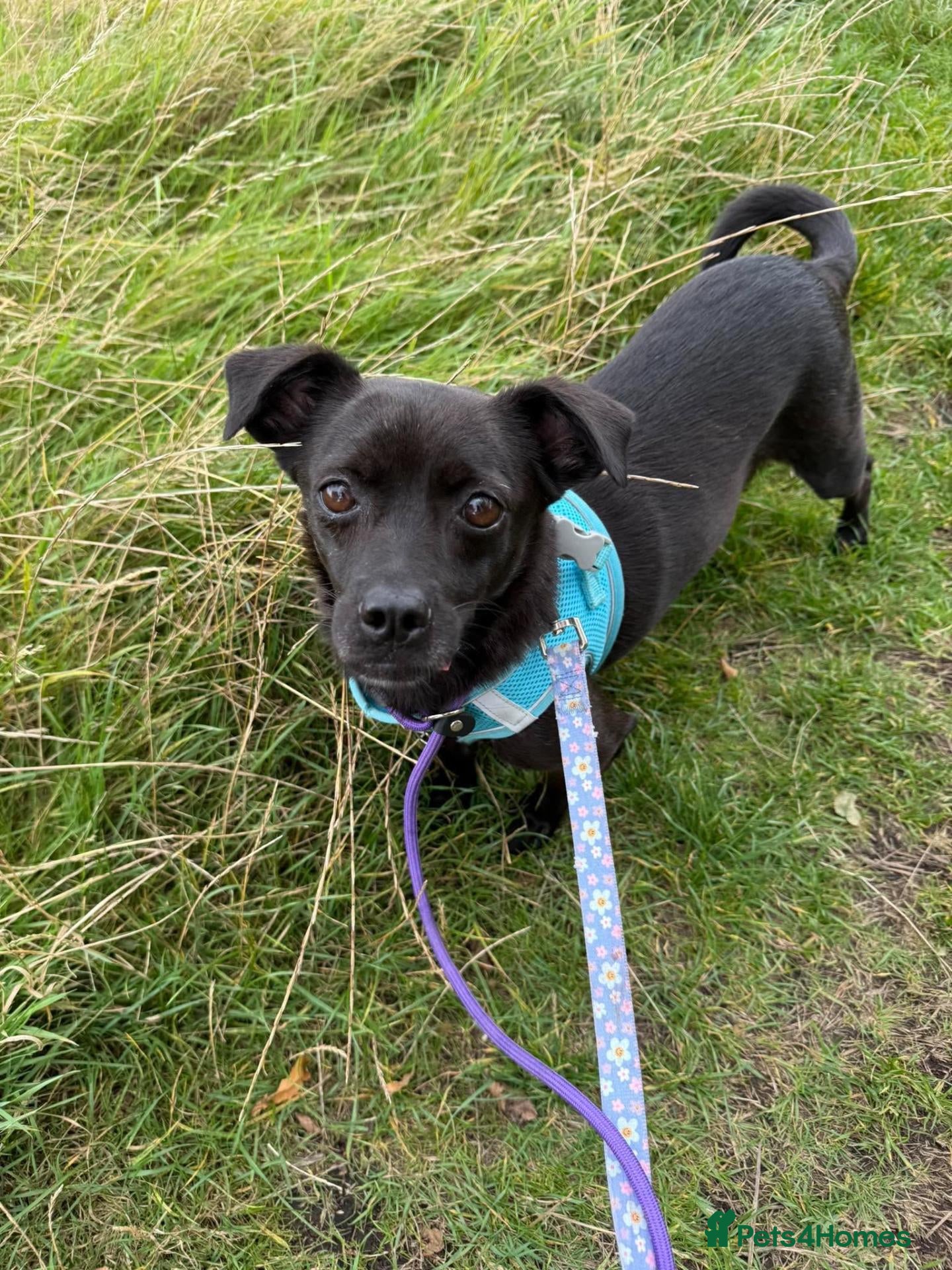 Mixed Breed dogs Beautiful Onyx will be 5 in December - Advert 1