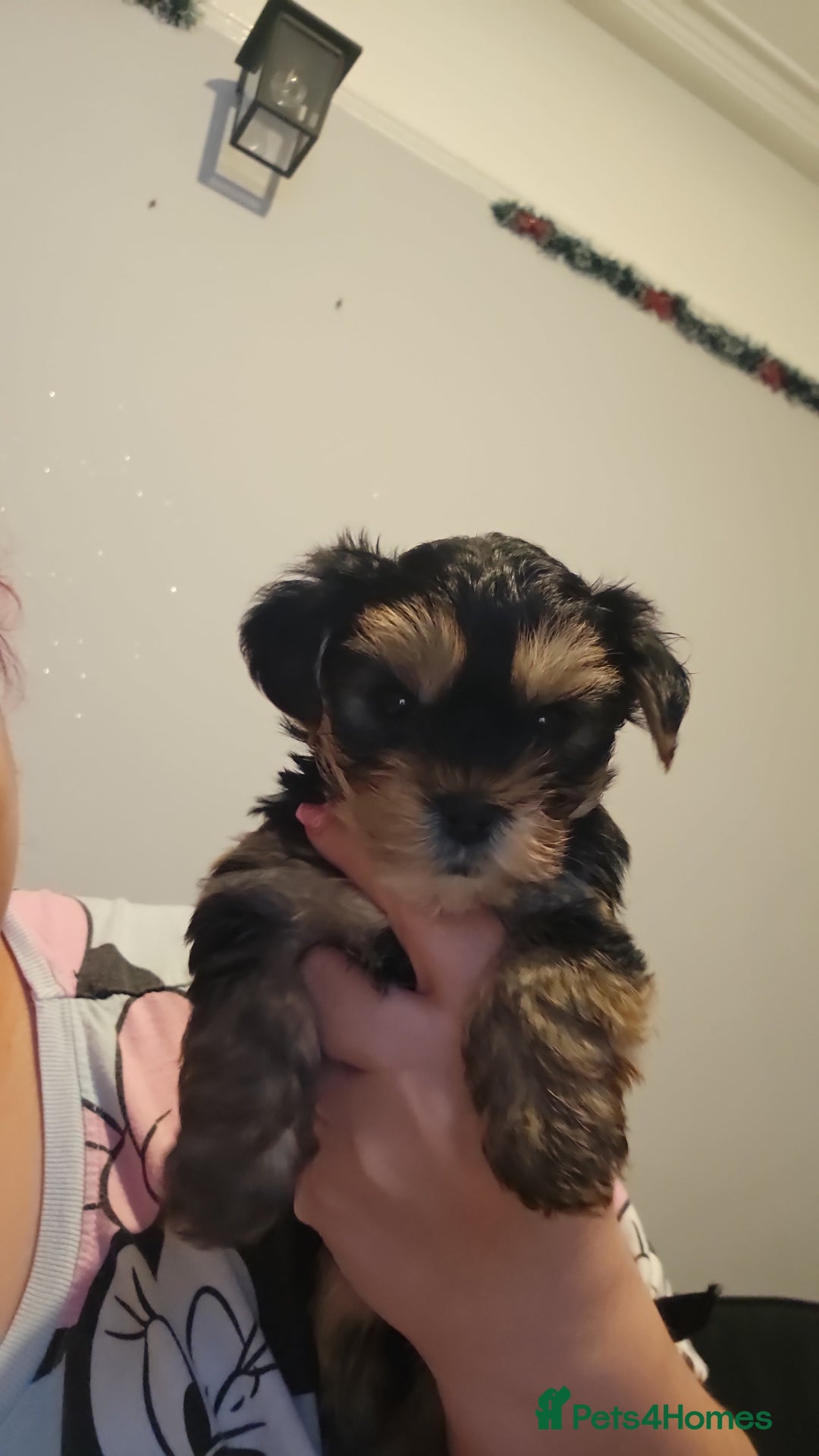 Yorkshire Terrier dogs for sale: Yorky boy - Advert 4