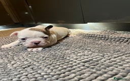 French Bulldog dogs for sale: ♥️Litter of 6 French Bulldog Puppies♥️ - Advert 29