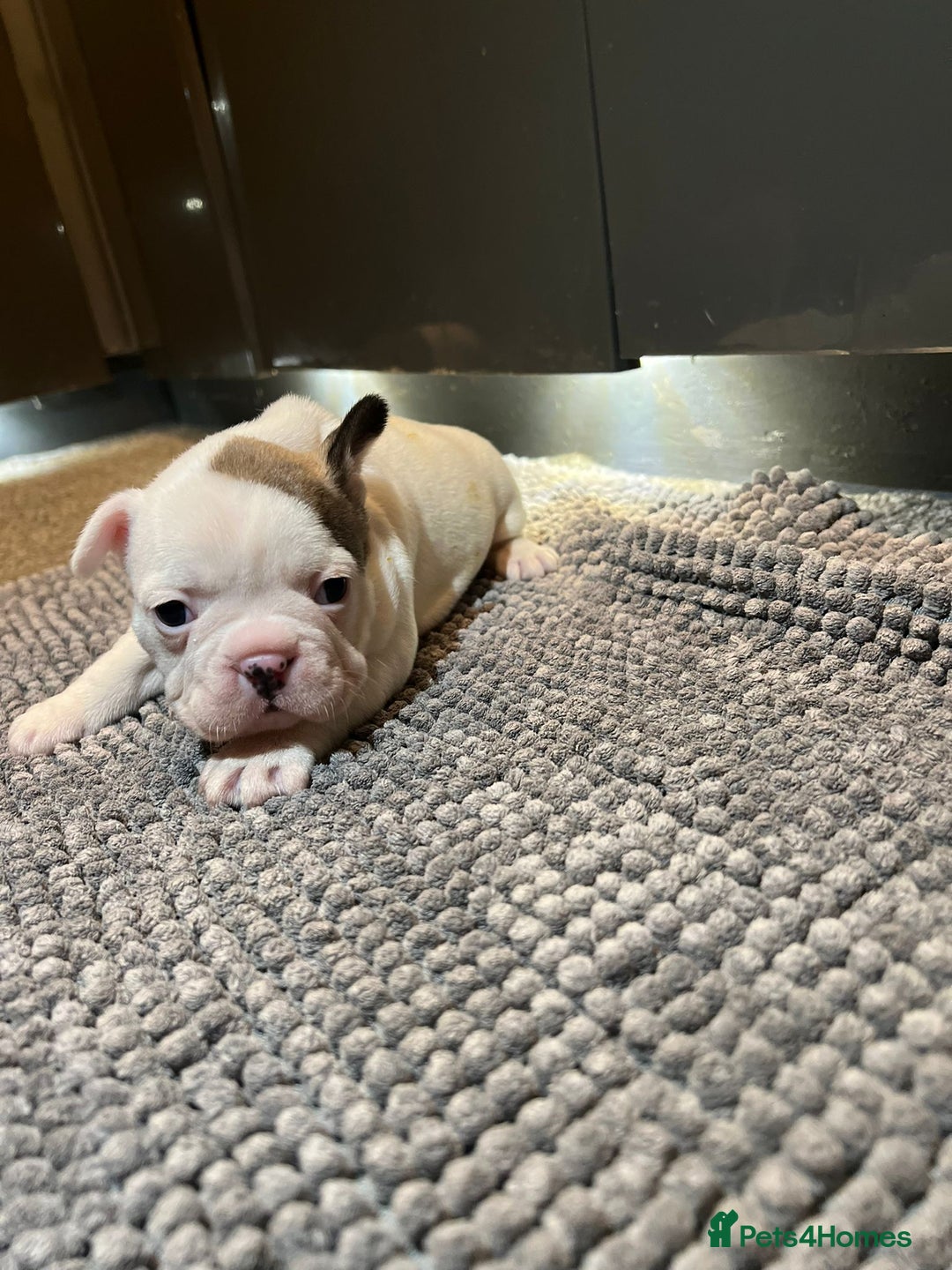 French Bulldog dogs for sale: ♥️Litter of 6 French Bulldog Puppies♥️ - Advert 29