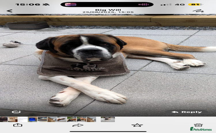 Saint Bernard dogs - Advert 1