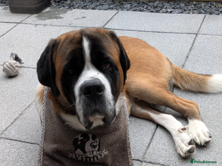 Saint Bernard dogs - Advert 39