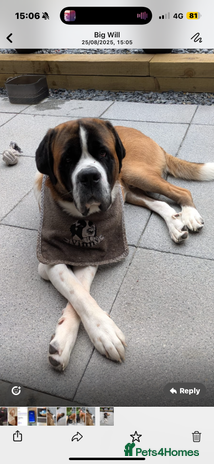 Saint Bernard dogs To stud - Advert 5