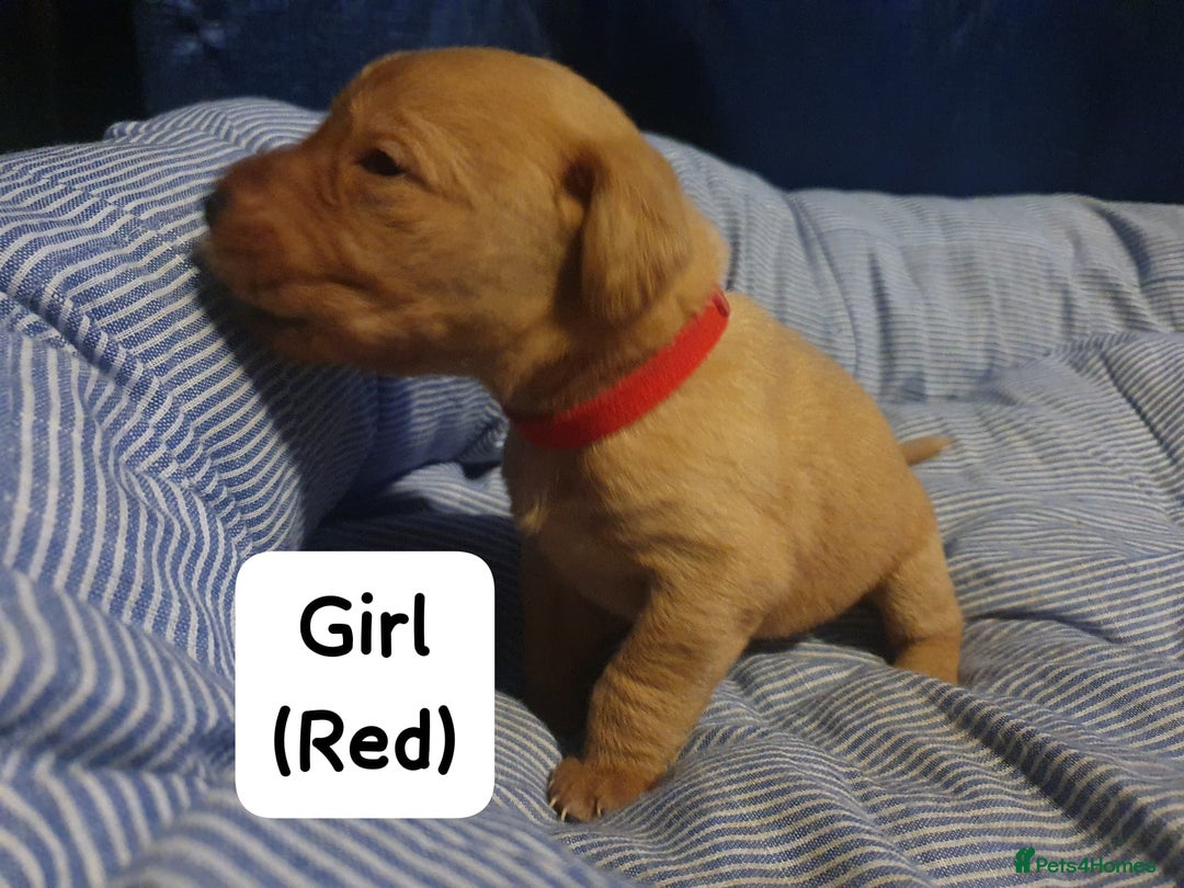 Labrador Retriever dogs for sale: Fox red labrador puppies - Advert 3