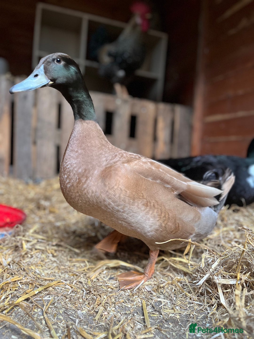Ducks poultry for sale: Mating couple for sale  - Image 4