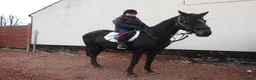 Irish Sports horses for sale: Monty in Nottingham - Advert 2
