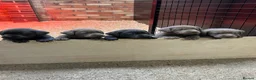 Labrador Retriever dogs for sale: KC Labrador puppies (Silver & Charcoal)  - Advert 2