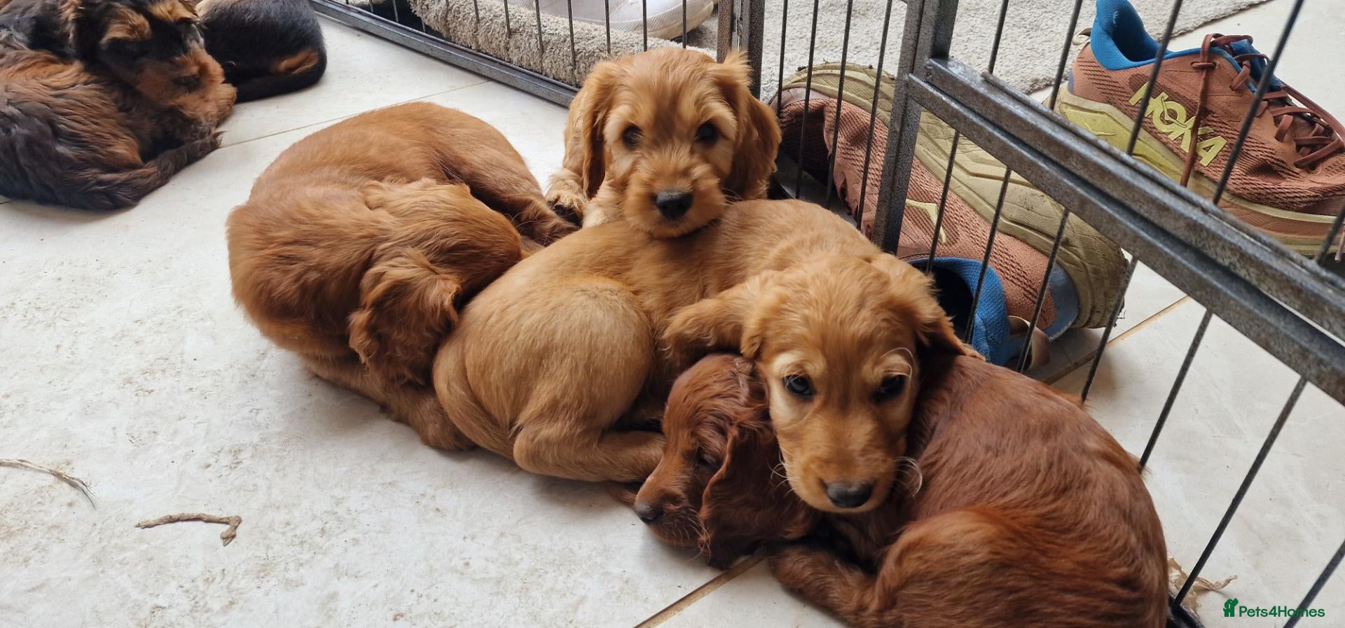 Cockapoo dogs Stunning F2 Cockapoos - Advert 1