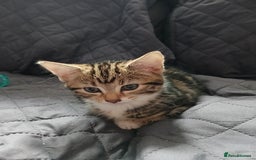 Mixed Breed cats for sale: Tabby kittens for sale - Image 3