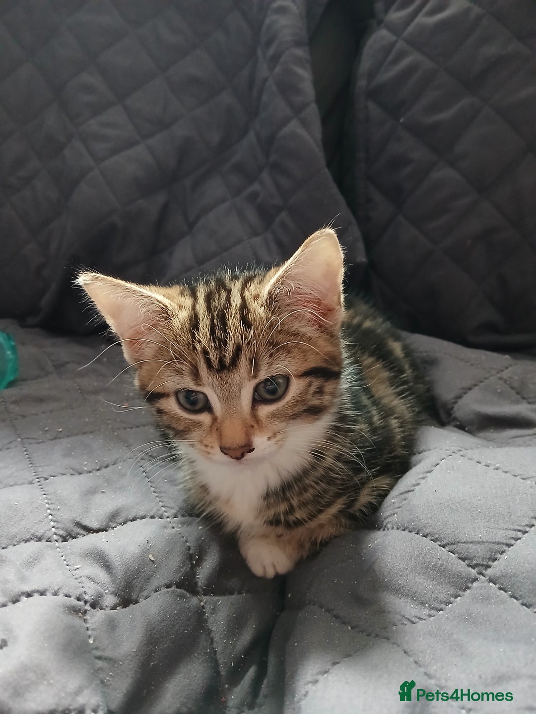 Mixed Breed cats for sale: Tabby kittens for sale - Image 3