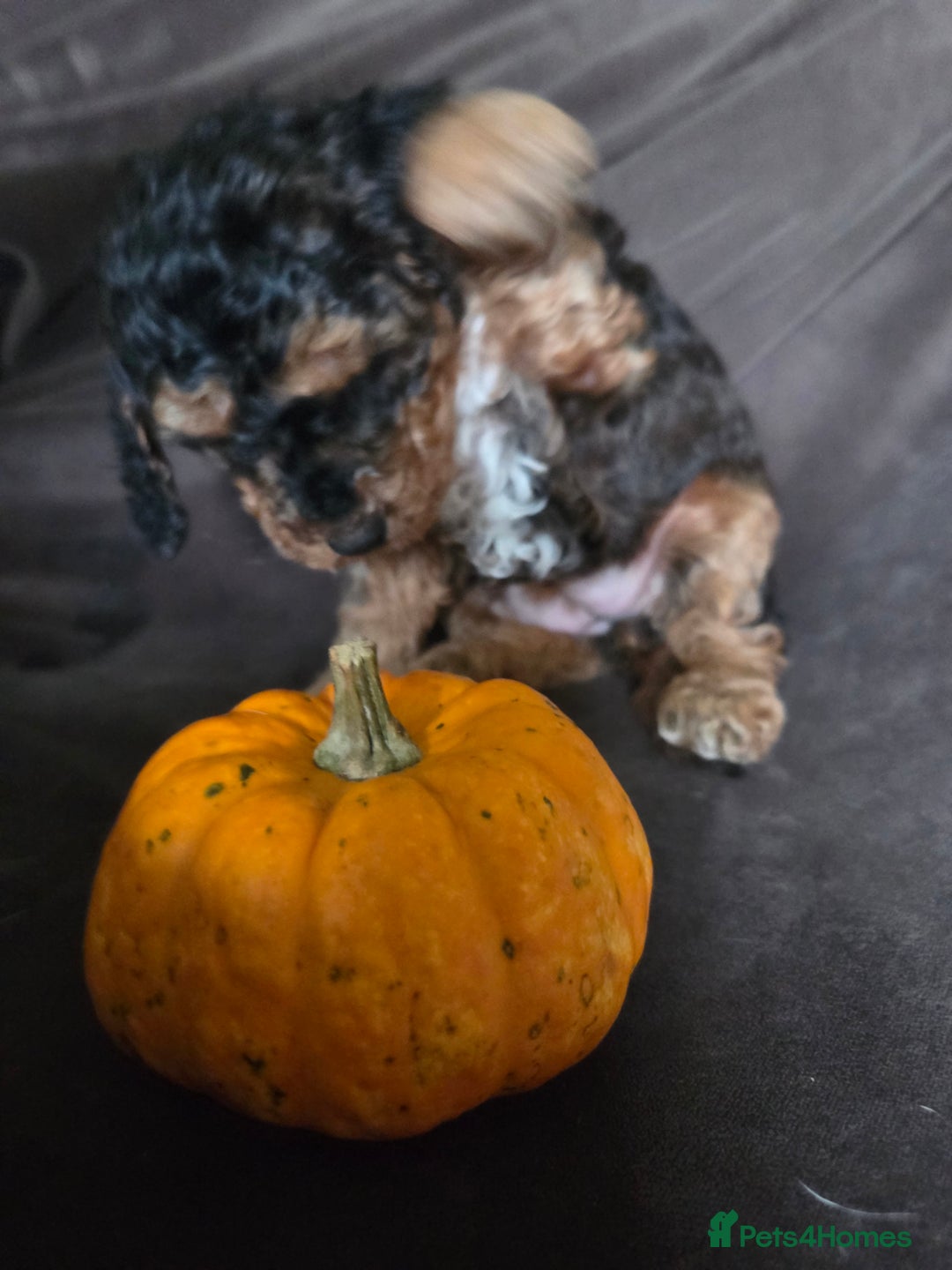 Cockapoo dogs for sale:  Show Quality F2b Cockapoo Pups        - Advert 11