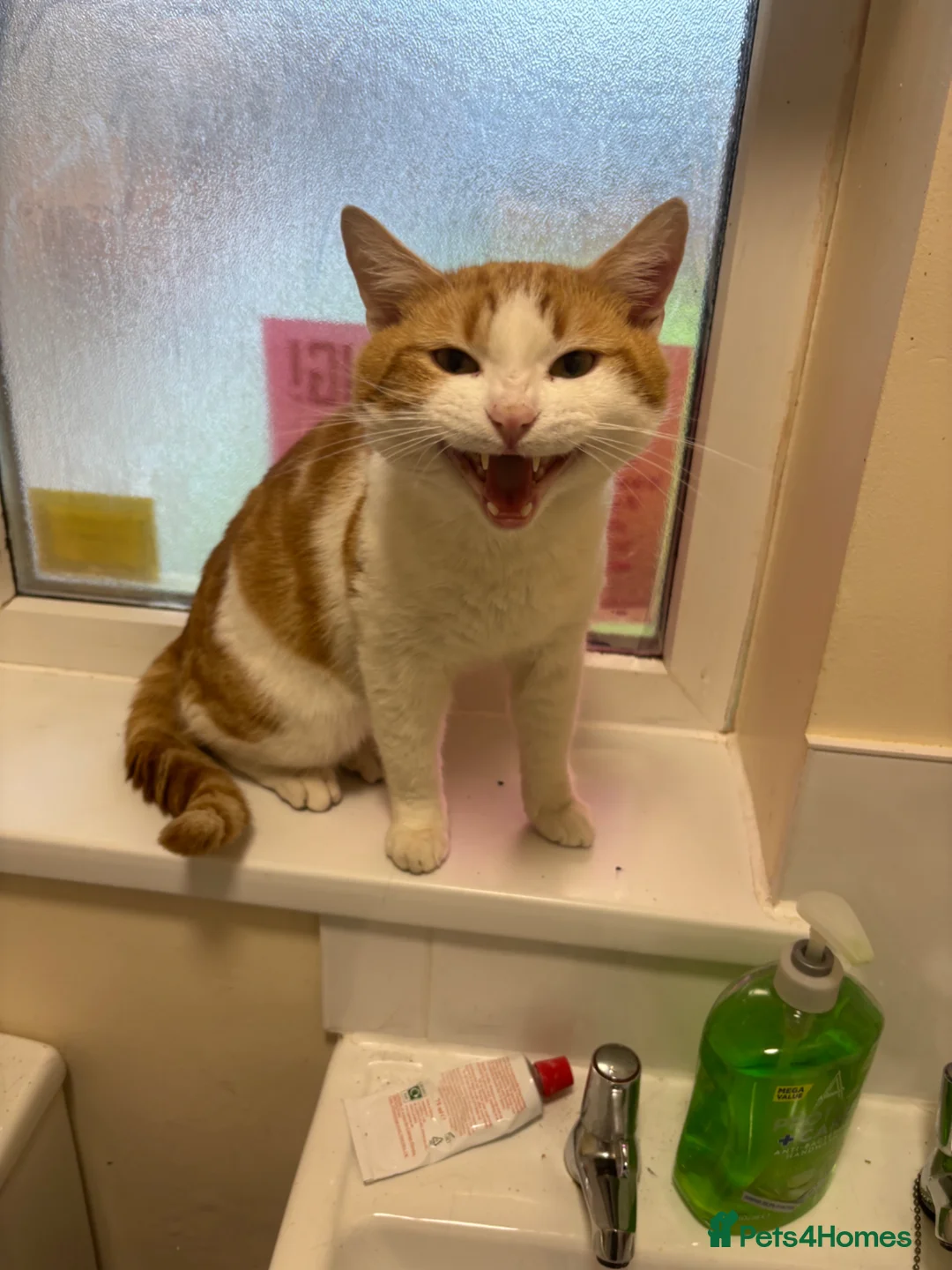 Mixed Breed cats for adoption: Chatty 4 yr old M-every ounce an orange kitty! ❤️  - Advert 1