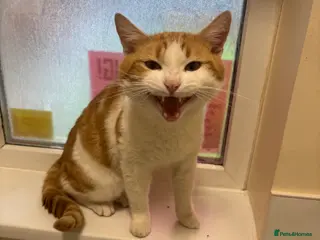 Mixed Breed cats Chatty 4 yr old M-every ounce an orange kitty! ❤️ - Advert 16