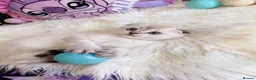Scottish Fold cats for sale: 💙🐾 **Gorgeous Scottish Fold Boy ** - Advert 18