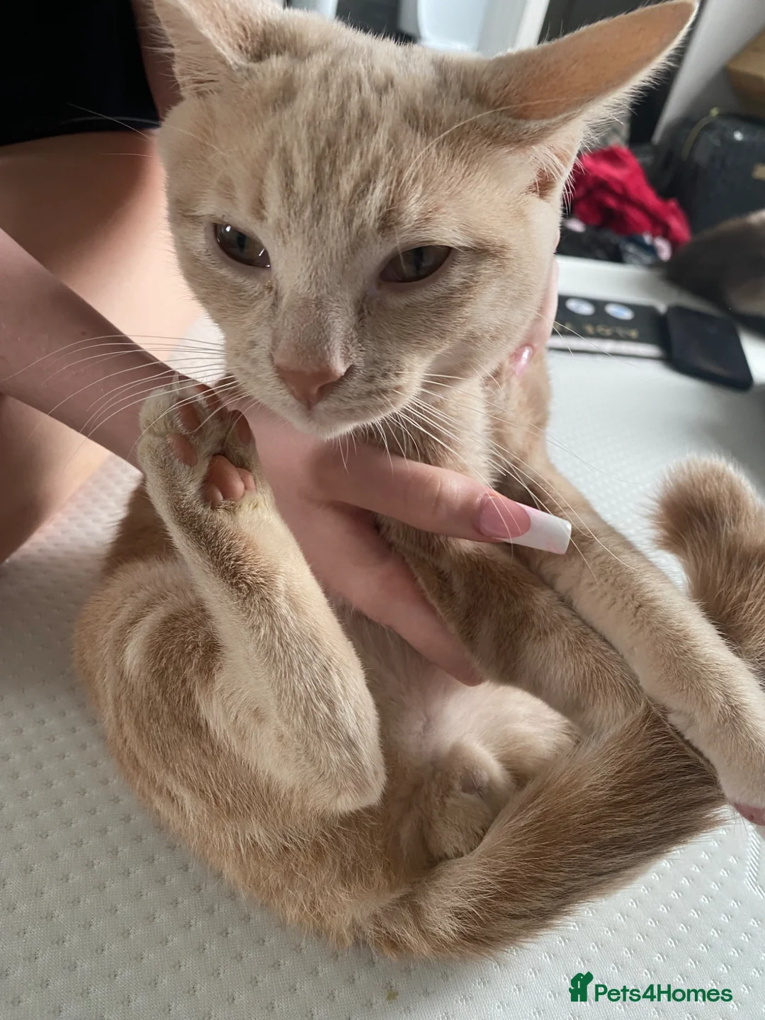 Domestic Shorthair cats for sale: Garfield  in Thornton Heath - Advert 2