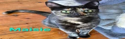 Mixed Breed cats for sale: Free to a good home - Advert 20