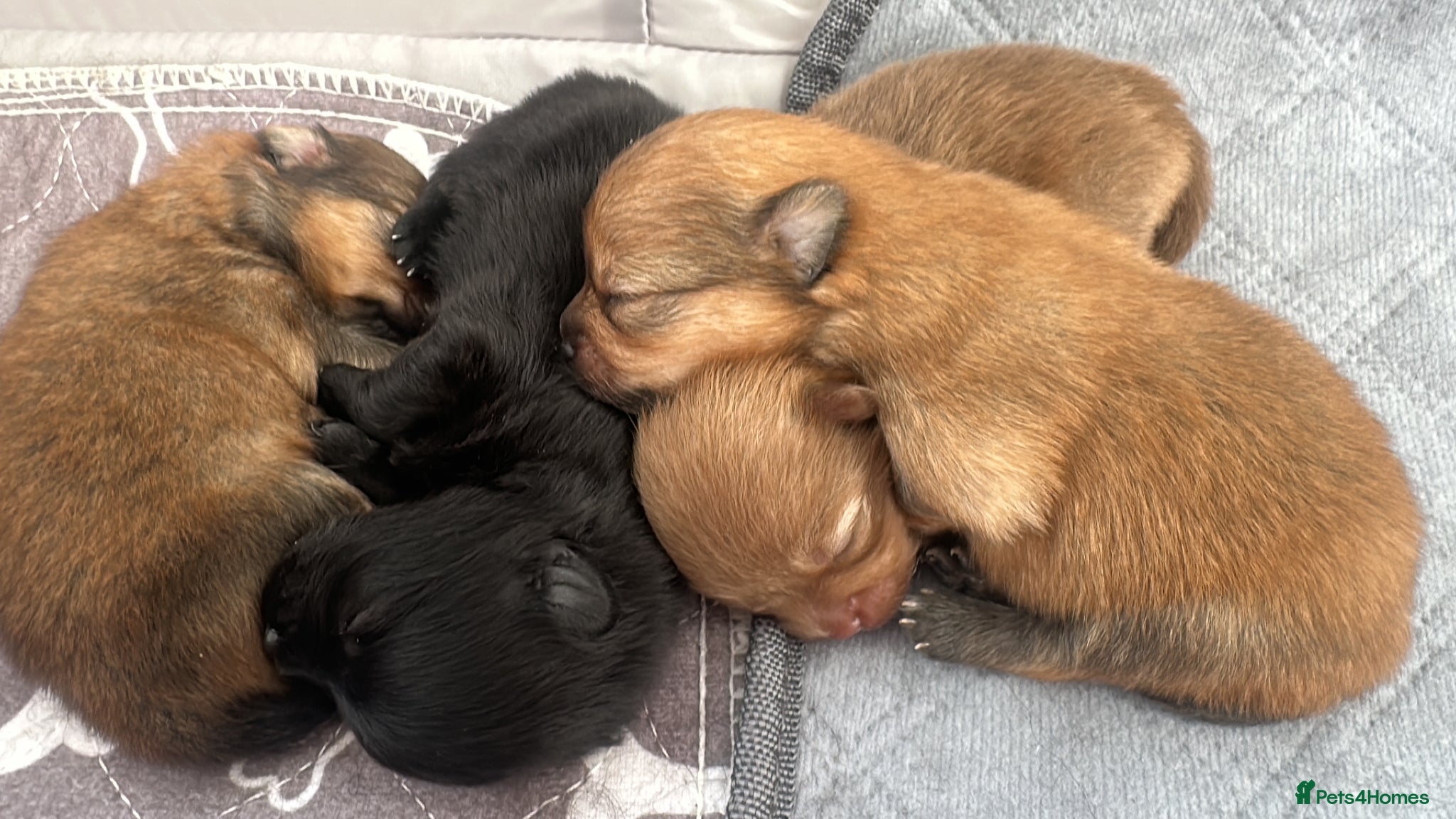 Pomeranian dogs Tiny teddy bear Pomeranian puppies KC registered - Advert 2