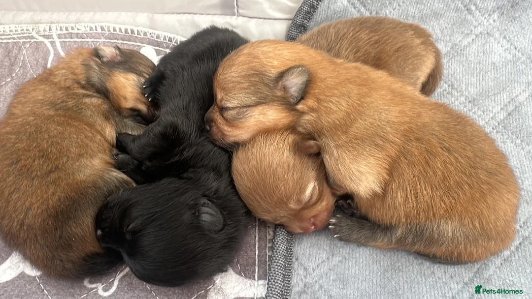 Pomeranian dogs for sale: Tiny teddy bear Pomeranian puppies KC registered - Advert 1