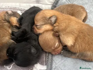 Pomeranian dogs Tiny teddy bear Pomeranian puppies KC registered - Advert 2