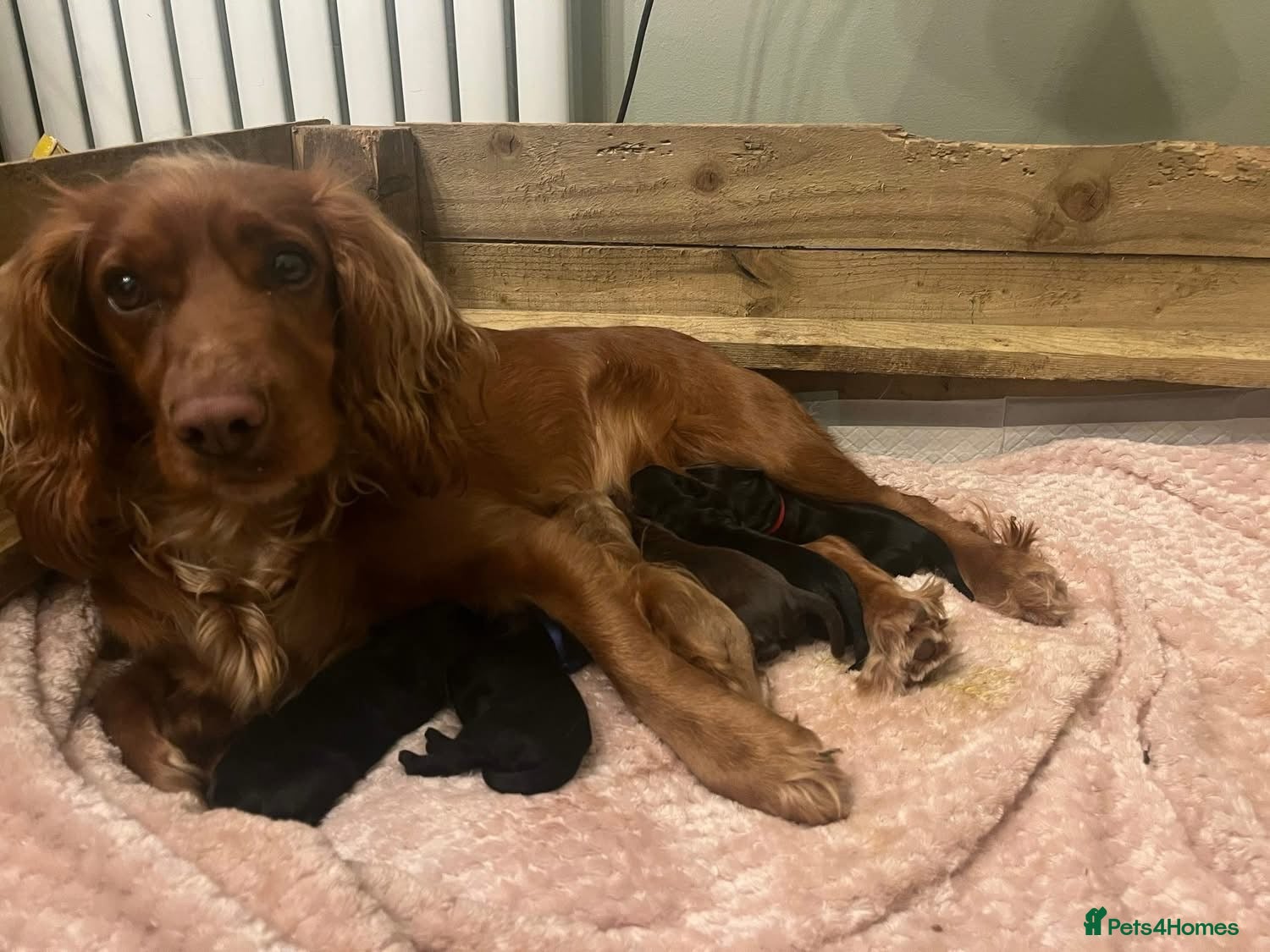 Cocker Spaniel dogs cocker spaniel puppy’s  - Advert 3