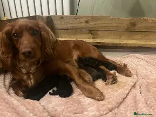 Cocker Spaniel dogs cocker spaniel puppy’s - Advert 3